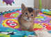 Tica reg. 2 left Abyssinian kittens