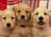 Beautiful KC Reg Golden Retrievers Ready now
