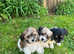 3 mini cavachon puppies