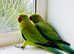 Indian ringnick parrot for sale