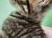 5 beautiful Egyptian kittens
