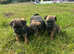 Border Terrier puppies