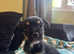 Black and Tan beautiful boy puppy