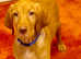 5 Generation Champion Vizsla Bloodlines KC Boy