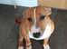 English bull terrier/staffy female
