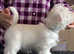 FIVE WEST HIGHLAND TERRIER PUPPIES (11 WEEKS OLD)