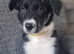 Gorgeous fluffy border collie puppy