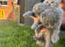 Scottish fold kittens