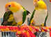 Pair Caiques male and female dna'd Hand Tame yellow thigh caique parrots