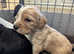Cocker Spaniel Puppies - Last 3 boys remaining