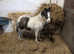 Colts needing new homes asap