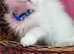 British longhair golden point TICA
