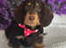 Ready now stunning chocolate wire coat Dachshund girl