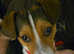 Jack Russell X.