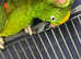 Tame and talking yellow crowned Amazon Parrot