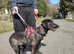Java , sweet and shy girl , needs her forever home