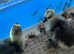 Chinese Goslings for sale in Bolyon