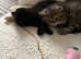 Beautiful Persian X British Shorthair