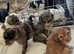(Reduced) 6 rainbow litter miniature poodles ready to go