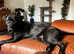 Gorgeous black Boerboel female 10 months old. NABBA pedigree. Payment plan possible