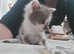 Burmese cross beautiful boy kitten