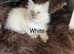 Ragdoll kittens