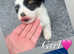 Adorable Sealyham terriers