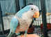 Beautiful Baby Blue Quaker Talking Parrot