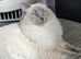 Beautiful Ragdoll kittens ready to leave next week