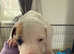 American bully cross mastiff puppies