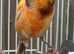 scots fancy canary
