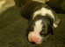 Old English Sheepdog / Golden Oldie