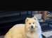KC registered female Samoyed