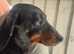 Beautiful dachshund for sale