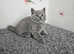 GCCF British Shorthair kittens