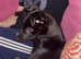 Gorgeous 8 month old black Lurcher