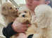 Toy poodles  puppies  for sale