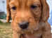 Stunning Working Cocker Spaniel Pups