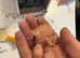 Baby lovebirds born 10.04