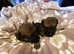 Border terrier puppies