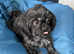 Shorkie pups READY NOW reduced to £500 great homes only