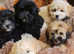 Coton de Tulear cross Toy poodle/ Cotonoodle/Cotonpoo