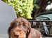 13-Week-Old Miniature Dachshund Puppies Ready for Their Forever Homes!