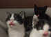 Four beautiful playful kittens-ready now