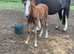 Beautiful Colt for sale