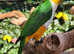 2 male hand tame caiques