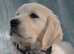 Golden Retriever KC Registered Cream Male Puppies.