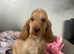 3 adorable show cocker spaniel boys