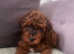 Beautiful Cavapoo Puppies