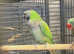 Stunning young talking darbyan parrot